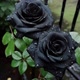 Black Rose