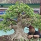AFA BONSAI