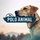 Polo_animal