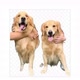 Golden retrievers