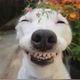 Funnyanimals