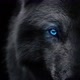Wolf_motivation