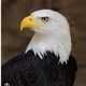 águia 🦅