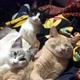 3FelinosLinos