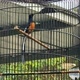 PESONA BIRDFARM PRSW