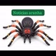 NOTÍCIAS ARANHA💰