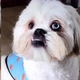 Shihtzu_ozzy