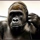 GorillaPerigosoOficial