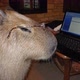 capivara