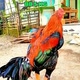 HERSANT ROOSTER JOMBANG