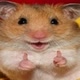 Hamster meme