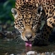 A Onça Quer Agua 14 🐆🇧🇷