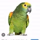 Papagaio humorIA