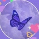 borboleta roxa