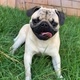 Like o Pug