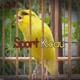 Sport Kicau