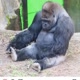 gorilla_content1