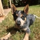 iLoveHeelers