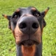 Bear the Doberman