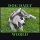 Dog Daily World | Doggy