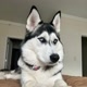 LyraTheSiberianHusky