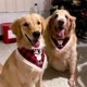 acevedogoldens