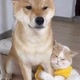 cats_dogs_friends_