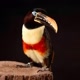chester_the_toucan