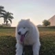 snowy the samoyed