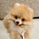 enzo.theminipom