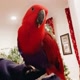 Merlot the Red Parrot