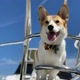 Cooper Auggie the Corgi 🐾 🛥