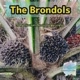 The Brondols