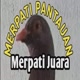 Merpati Juara