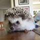 Dean The Hedgehog