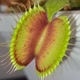 CARNIVOROUS PLANTS JOURNEY