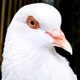 Wello551pigeons