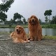 BaBonCelTheGoldens