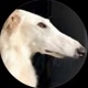 Eris The Borzoi