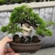 bonsai_making