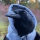 Talking_Crow