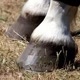 hoof.asmr1