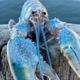 realbluelobster