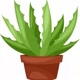 aloeveragel5