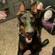 The Best Doberman