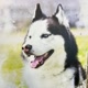 Riley the Siberian Husky | Dog