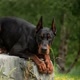 Prince the dobie
