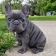 frenchbulldog.l.ove
