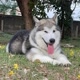 Arkenalaskanmalamute