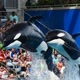 seaworldvideos